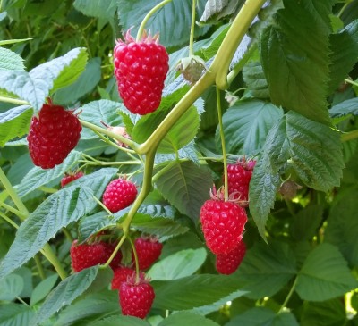 British raspberry season arrives early