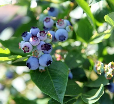 British blueberries hit shelves