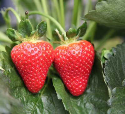 Cooler weather and slower growth mean strawberries will be bigger, better and juicier than previous years
