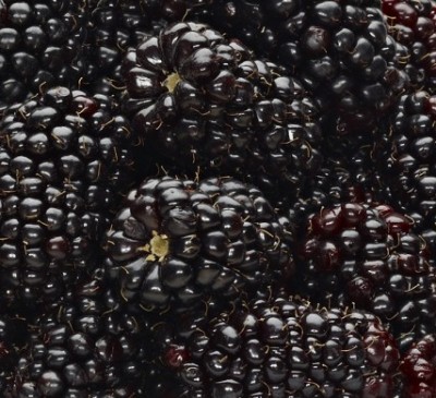 Blackberries – Good for Gut Health?