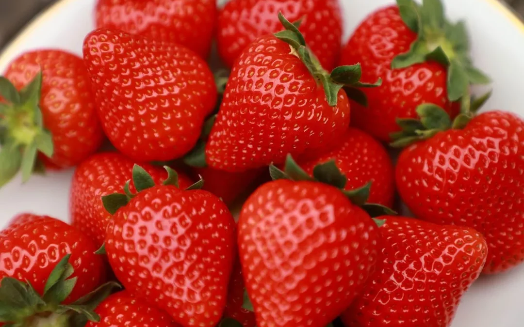 British strawberries ‘shapely and sweeter’ this season following spring weather, according to British Berry Growers