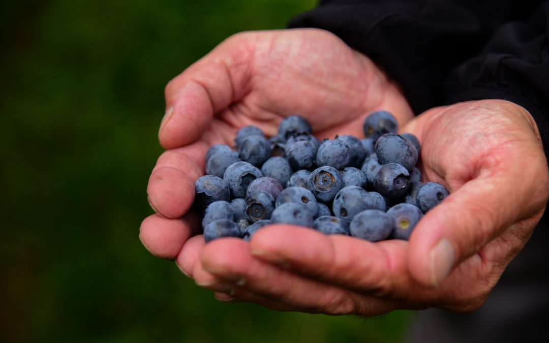 British blueberry season reaches peak as growers rise to meet soaring sales of the ‘superfood’