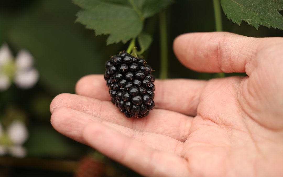 Blackberries enjoy ‘superfood’ status as British growers praise this season’s flavour and form over their tart, thorny hedgerow counterparts