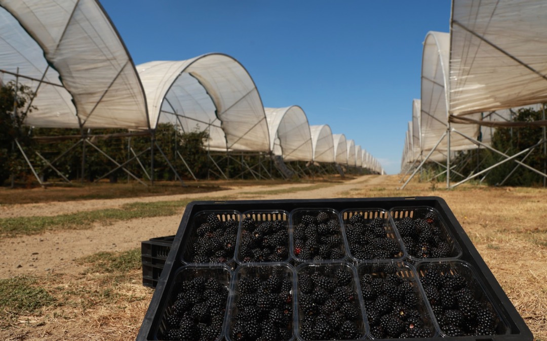 Summer heat waves sweetness into British blackberries 
